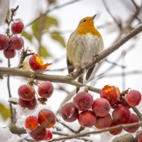 Robin - Erithacus rubecula - feeding on crab apple berries in the snow - Malus x robusta 'Red Sentinel'