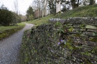Flowering cyclamen in a dry stone wall. A wide, flat path curves around the base of the wall.  