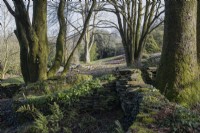 A dry stone wall amongst trees. The Garden House, Yelverton, Devon