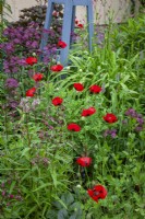 Papaver commutatum 'Ladybird' - Ladybird poppies - in a border with penstemon and astrantia