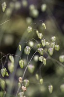 Briza media, quaking grass seedheads