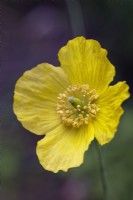 Close-up of a Papaver cambricum (synonym Meconopsis cambrica - Welsh poppy) yellow flower