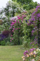 Right to left on pergola, R. 'Veilchenblau', pink R. 'Sir Paul Smith' ('Beapaul'), R. 'Karlsruhe', and R. 'Paul's Himalayan Musk' scrambling high on an arbour.