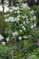 Rosa 'Astra Desmond', a white rambling rose that flowers from June with numerous clusters of semi-double flowers.