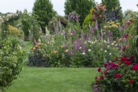 Island bed planted with foxgloves, hardy geraniums and roses (left to right) 'Westerland', 'The Churchill Rose',  'Amber Queen'
