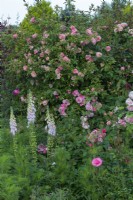 Rosa 'Paul Transon' growing up an obelisk in front of foxgloves.