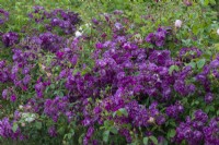 Rosa 'Veilchenblau', a purple magenta rambling rose bearing clusters of small, cupped fragrant flowers in June.