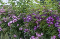 Rosa 'Veilchenblau' blending with Rosa 'Apple Blossom', trained along a rustic fence.