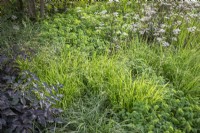 Melica altissima 'Alba' - Siberian melic - with Anthriscus sylvestris 'Ravenswing' - Cow parsley - and the young foliage of Angelica sylvestris 'Ebony'