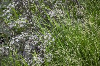 Melica altissima 'Alba' - Siberian melic - with Anthriscus sylvestris 'Ravenswing' - Cow parsley