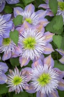 Clematis 'Crystal Fountain' syn. Clematis 'Fairy Blue' Evipo038