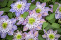 Clematis 'Crystal Fountain' syn. Clematis 'Fairy Blue' Evipo038