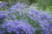 Eurybia Ã— herveyi syn. Aster macrophyllus 'Twilight' syn. Aster Ã— herveyi