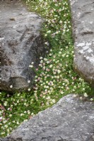 Erigeron karvinskianus syn. mucronatus - Mexican daisy - growing amongst the rocks. Mexican daisy