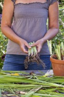 Divided Iris rhizomes with leaves cut back ready to replant.