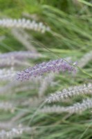 Pennisetum alopecuroides 'Hameln', Chinese fountain grass, a clump-forming, perennial ornamental grass with greenish white spikelet seedheads, in autumn.