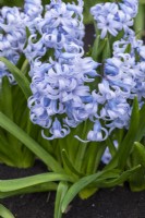 Hyacinthus orientalis 'Queen of the Blues', dates back to 1870s, a fragrant hyacinth with soft blue flowers borne in March and April.