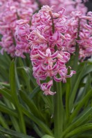 Hyacinthus orientalis 'Best Seller', a fragrant oriental hyacinth with pink and white flowers borne in March and April.