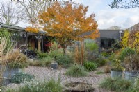 View from the house of a contemporary courtyard  (20m x 18m)  with gravel paths, reclaimed water tanks filled with plants or water, and raised beds of drought tolerant plants beneath the canopy of a Japanese maple, Acer palmatum, with golden autumn foliage.