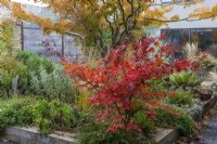 A small Acer palmatum, Japanese maple, its leaves turned red in autumn, planted in a raised bed with a mature acer, marigolds, fleabane, ferns and ornamental grasses.