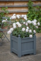 Rosa 'Desdemona' syn. 'Auskindling' in a square painted wooden planter at the David Austin Rose garden