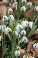 Galanthus 'Dionysus' - snowdrop - February