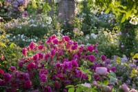 Border of roses including Rosa 'Tam O'Shanter' syn. 'Auscerise' in the David Austin Rose garden