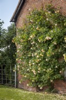 Rosa 'Wollerton Old Hall' growing on a house wall