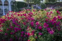 Rosa 'Thomas A Becket' syn. 'Auswinston' in The Renaissance Garden at David Austin Roses