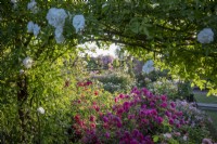 General view of the David Austin Rose garden. Roses include Rosa 'Tam O'Shanter' syn. 'Auscerise and 'Rosa 'The Mill on the Floss' syn. 'Austulliver'.