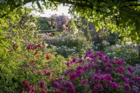 General view of the David Austin Rose garden. Roses include Rosa 'Tam O'Shanter' syn. 'Auscerise and 'Rosa 'The Mill on the Floss' syn. 'Austulliver'.