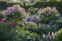 Rosa 'Anne Boleyn' syn. 'Ausecret' growing as a standard in the Lion Garden at David Austin Roses