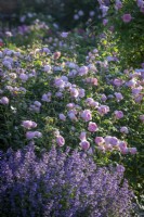 Rosa 'Scepter'd Isle' syn. 'Ausland' in a border with Nepeta - Catmint