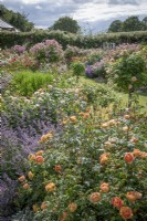 The Lion Garden  at David Austin Roses with Rosa 'Lady of Shalott'  syn. 'Ausnyson' in the foreground