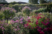 Roses in the Lion Garden  at David Austin Roses including Rosa 'Thomas A Becket' syn. 'Auswinston', Rosa 'Harlow Carr' syn. 'Aushouse' and standard Rosa 'Anne Boleyn' syn. 'Ausecret'