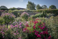 Roses in the Lion Garden at David Austin Roses including Rosa 'Thomas A Becket' syn. 'Auswinston', Rosa 'Harlow Carr' syn. 'Aushouse' and standard Rosa 'Anne Boleyn' syn. 'Ausecret'