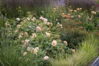 Rosa 'Grace' syn. 'Auskeppy' AGM amongst grasses and euphorbia at Wynyard Hall