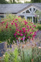 Rosa 'Thomas A Becket' syn. 'Auswinston' growing amongst sanguisorba, foxgloves, catmint and kniphofias in the rose garden at Wynyard Hall