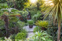 On a circular patio stands a pot of agapanthus. Behind stands a loquat tree and dwarf fan palm. Front right: Japanese sago palm, Cycas revoluta. Front left: crocosmia and Trachycarpus palm.