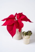 Red Poinsettia and hedera berries displayed in small pottery bottles against white background