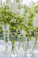 White spring flowers displayed in glass vases -  Aquilegias, Tulipa; Scillas, Anthriscus sylvestris on windowsill 