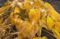 Dried and wilted Hosta leaves in autumn