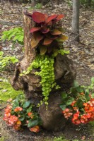 Begonia x hiemalis, Lysimachia nummularia 'Aurea' - Golden Creeping Jenny, Solenostemon scutellarioides 'Apricot Dwarf' - Coleus growing on tree stump converted into planter in summer