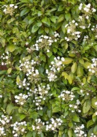 Hydrangea seemannii, summer July