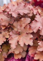 Heuchera Boysenberry, summer August