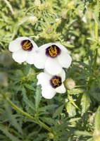 Hibiscus cannabinus Amethyst, summer June