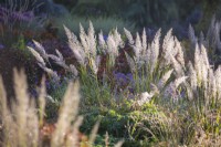 Calamagrostis brachytricha, Korean feather reed grass. Grass.