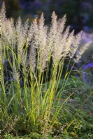 Calamagrostis brachytricha, Korean feather reed grass. Grass. 