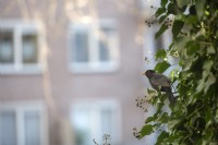 Male Blackbird Turdus merula foraging eating  ivy (hedera) berries growing up the side of a building in an urban setting in the centre of Amsterdam.