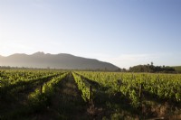 View of vineyards and mountains 